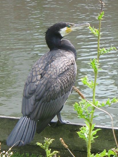 Aalscholver