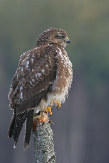 Buizerd