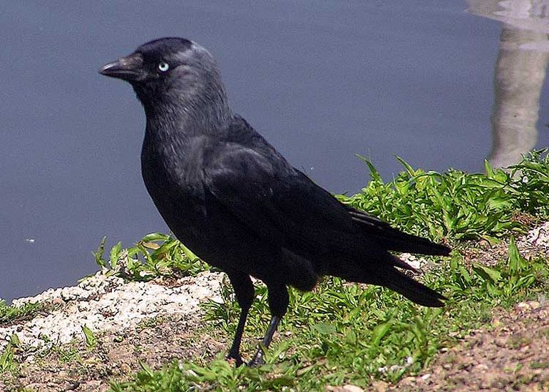 Kauw
